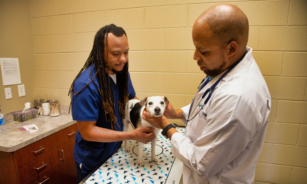 Dog with vets
