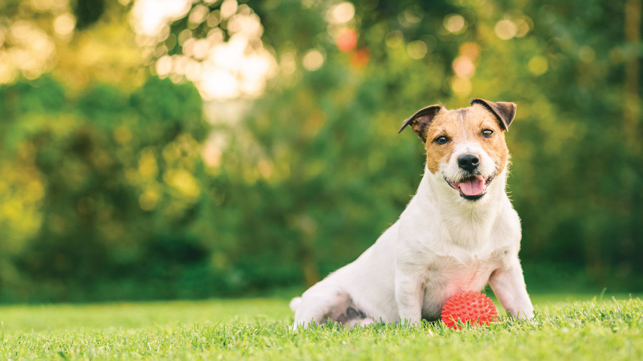 happy dog