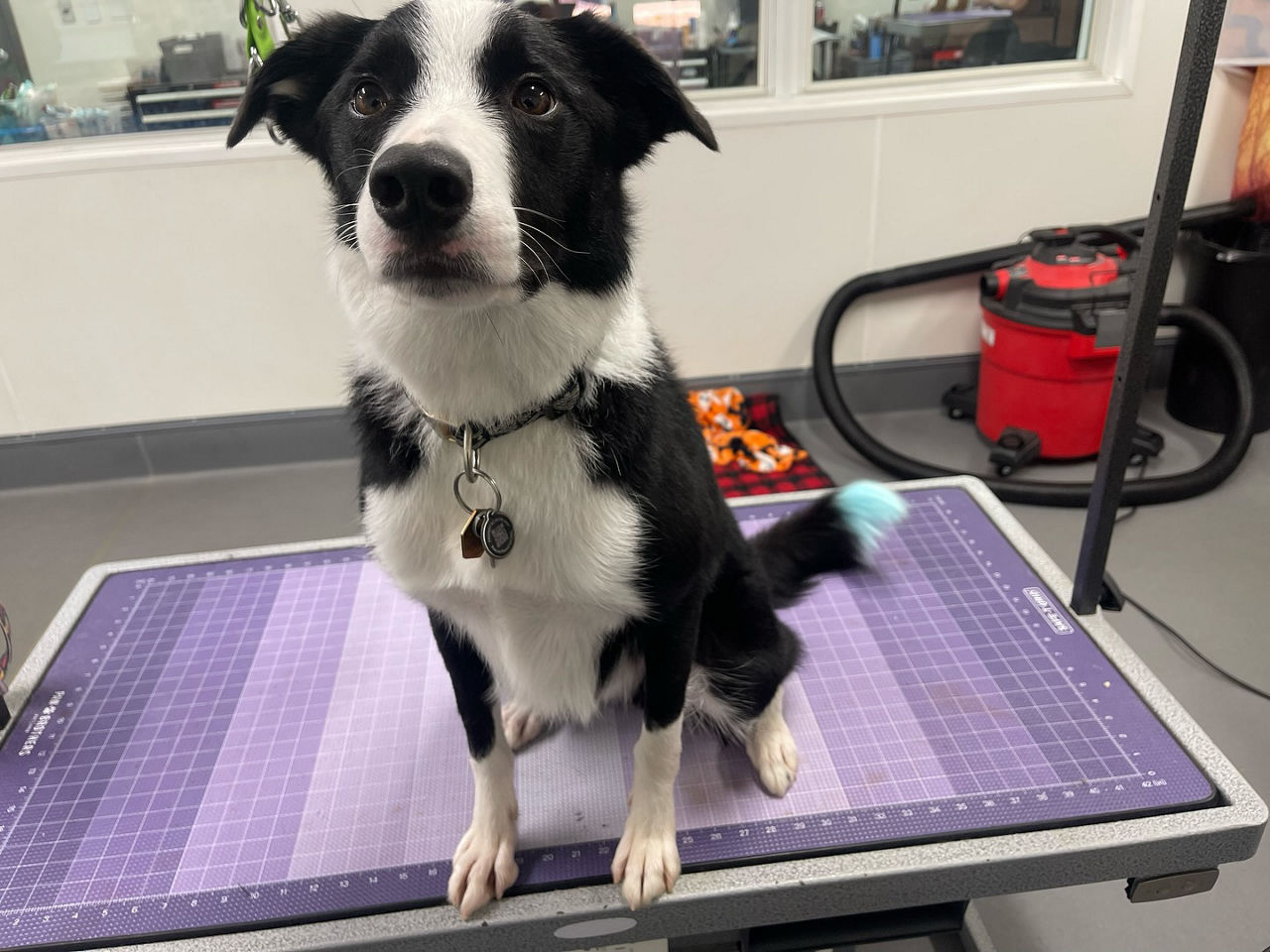 groomer-shaving-dog
