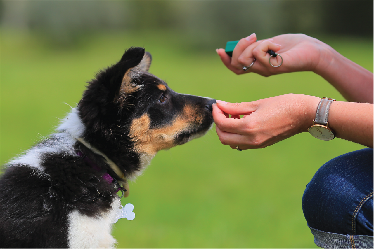 dog is being trained