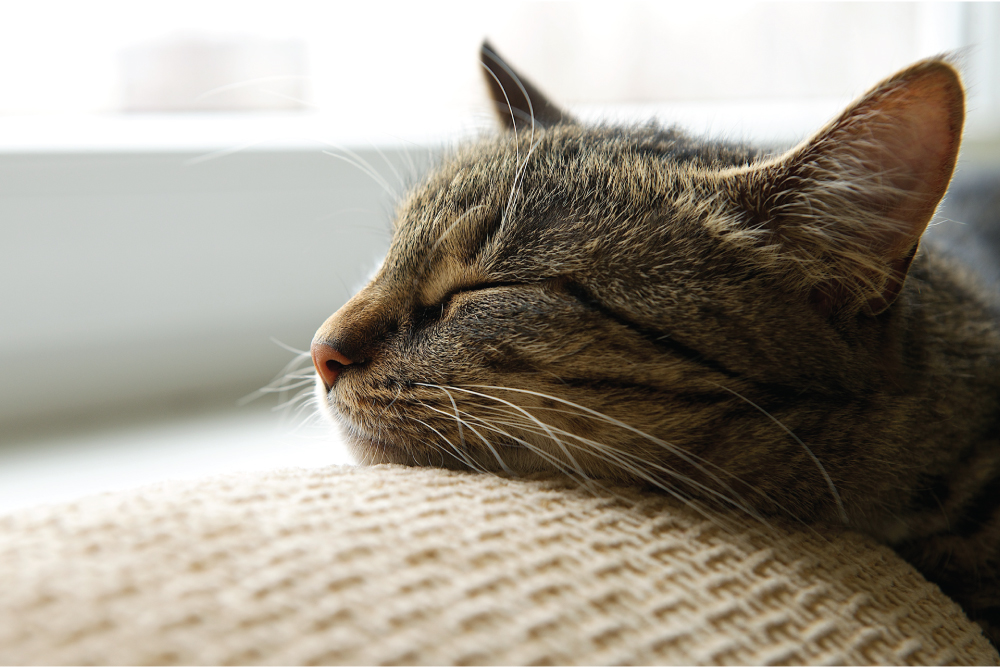 cat sleeping