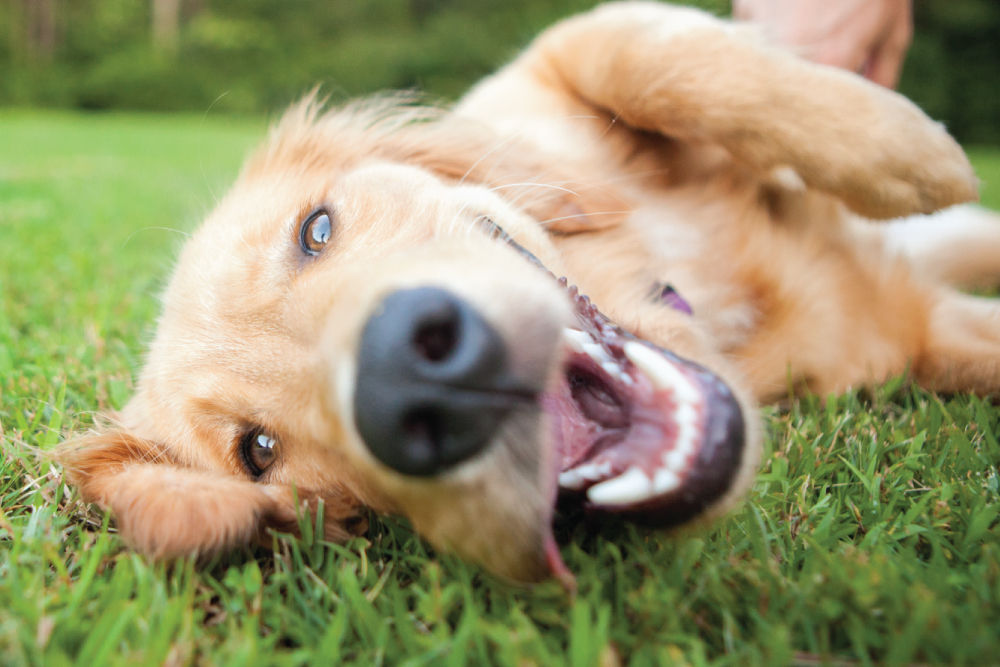 happy dog