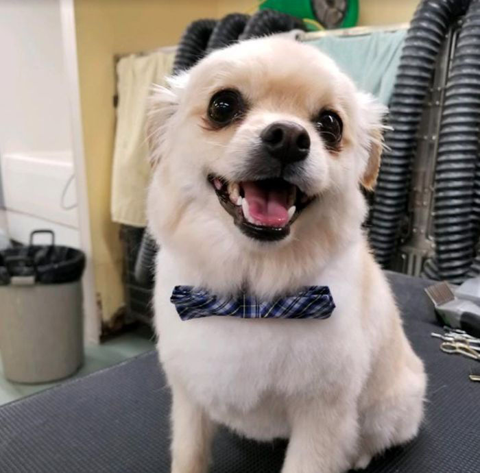 Dog smiling