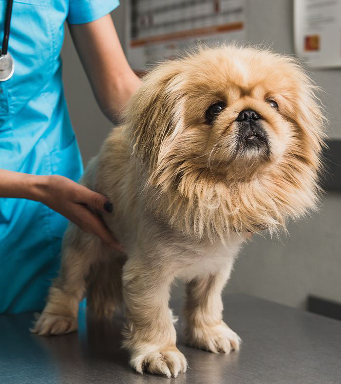 vet is examining the dog