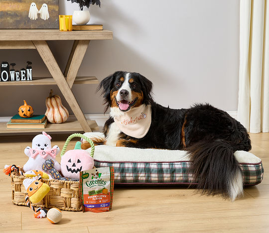 A large dog is laying on a checkered print plaid dog bed beside a basket of Halloween dog toys while wearing a fall pet bandana.