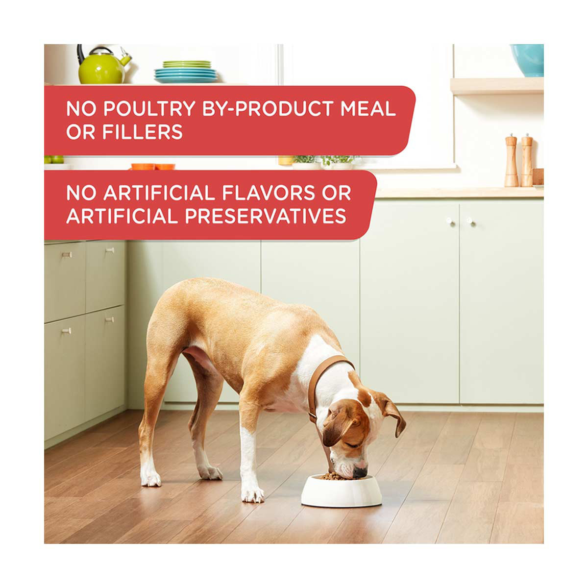 Rachael ray dog food dollar general sale