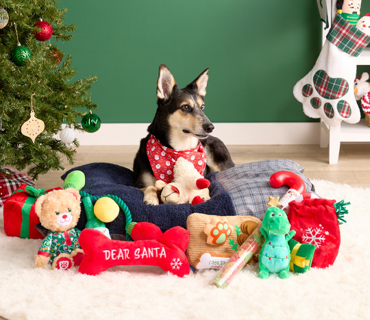 Dog surrounded by pet gifts: pet bed, dog & cat toys, pet treats, pet stocking & more.