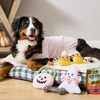 Halloween Pet Costumes, Toys & Treats