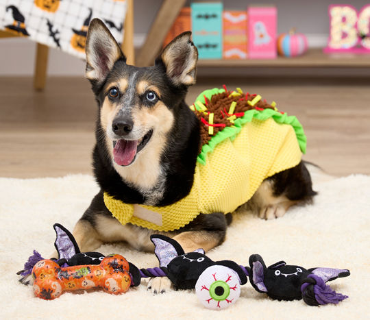 Black dog dressed in a taco dog costume surrounded by Halloween pet toys.