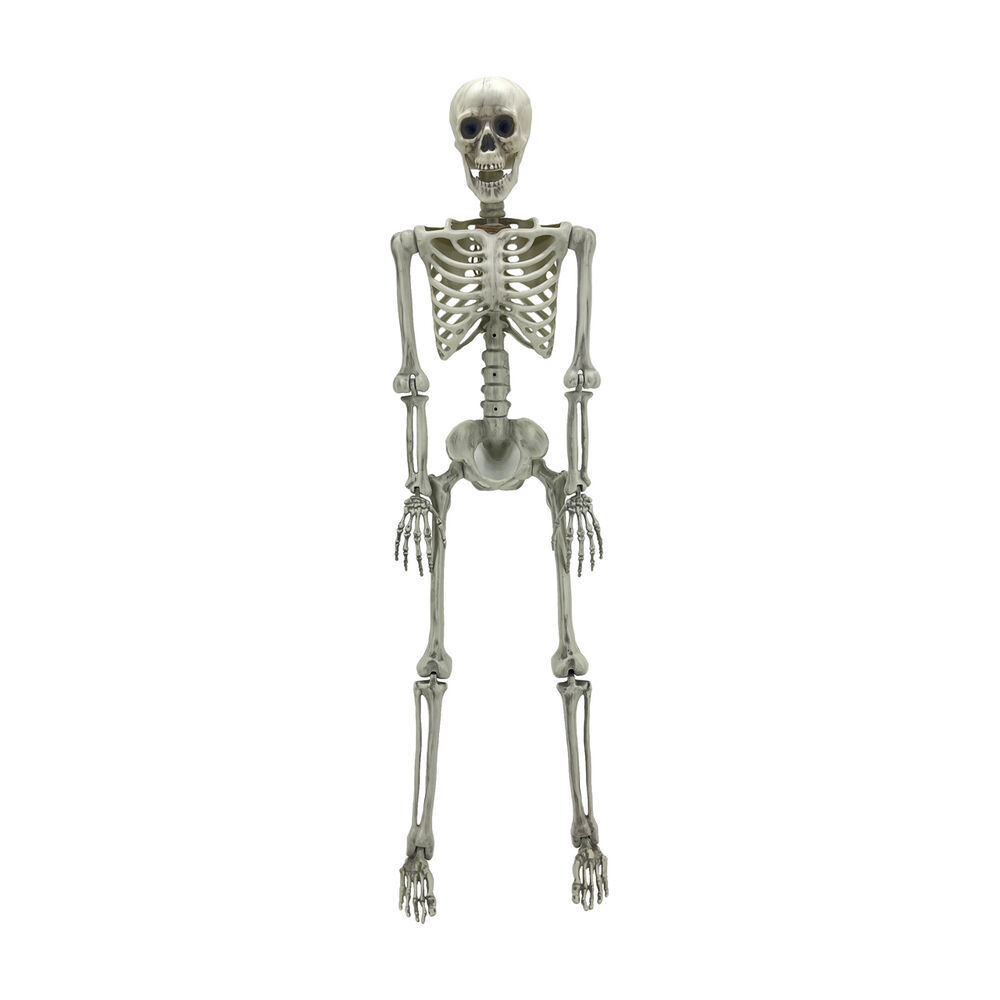 Halloween White Plastic Poseable Skeleton, 60 in