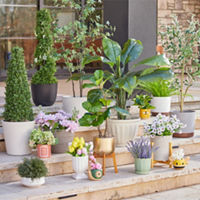 Planters, Pots & Plant Stands