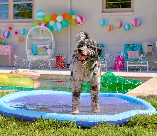 Dog playing on a water splash pad.