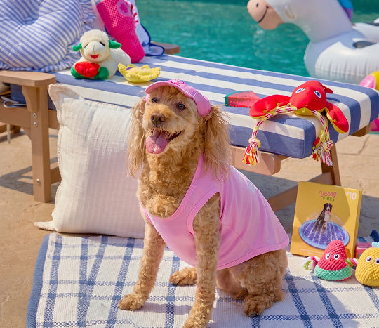 A small dog wearing a pink pet top sitting on a pool lounger decorated with cozy pillows and affordable pet toys from pOpshelf.