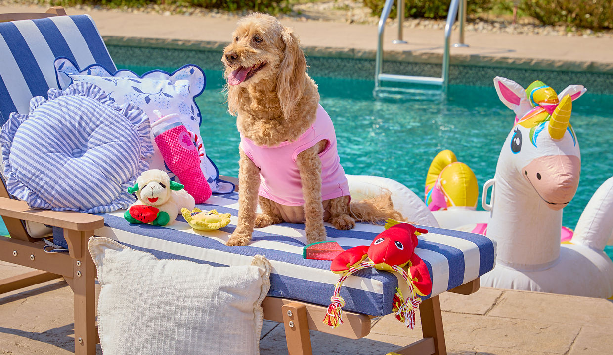 A small dog wearing a pink pet top sitting on a pool lounger decorated with cozy pillows and affordable pet toys from pOpshelf.