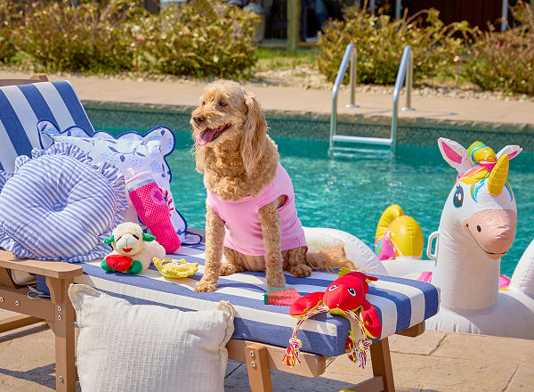 A small dog wearing a pink pet top sitting on a pool lounger decorated with cozy pillows and affordable pet toys from pOpshelf.