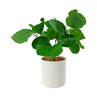 Green Artificial Plant with White Pot