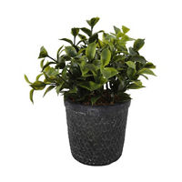 Green Artificial Plant with Black Cement Pot
