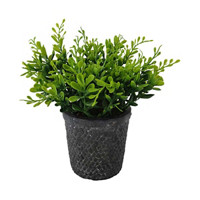 Green Artificial Plant with Black Cement Pot
