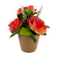Rose with Terracotta Pot