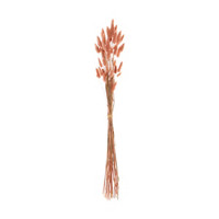 Dried Bunny Tail Grass Stem, Large