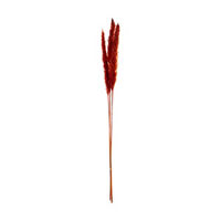 Pampas Stem, Small