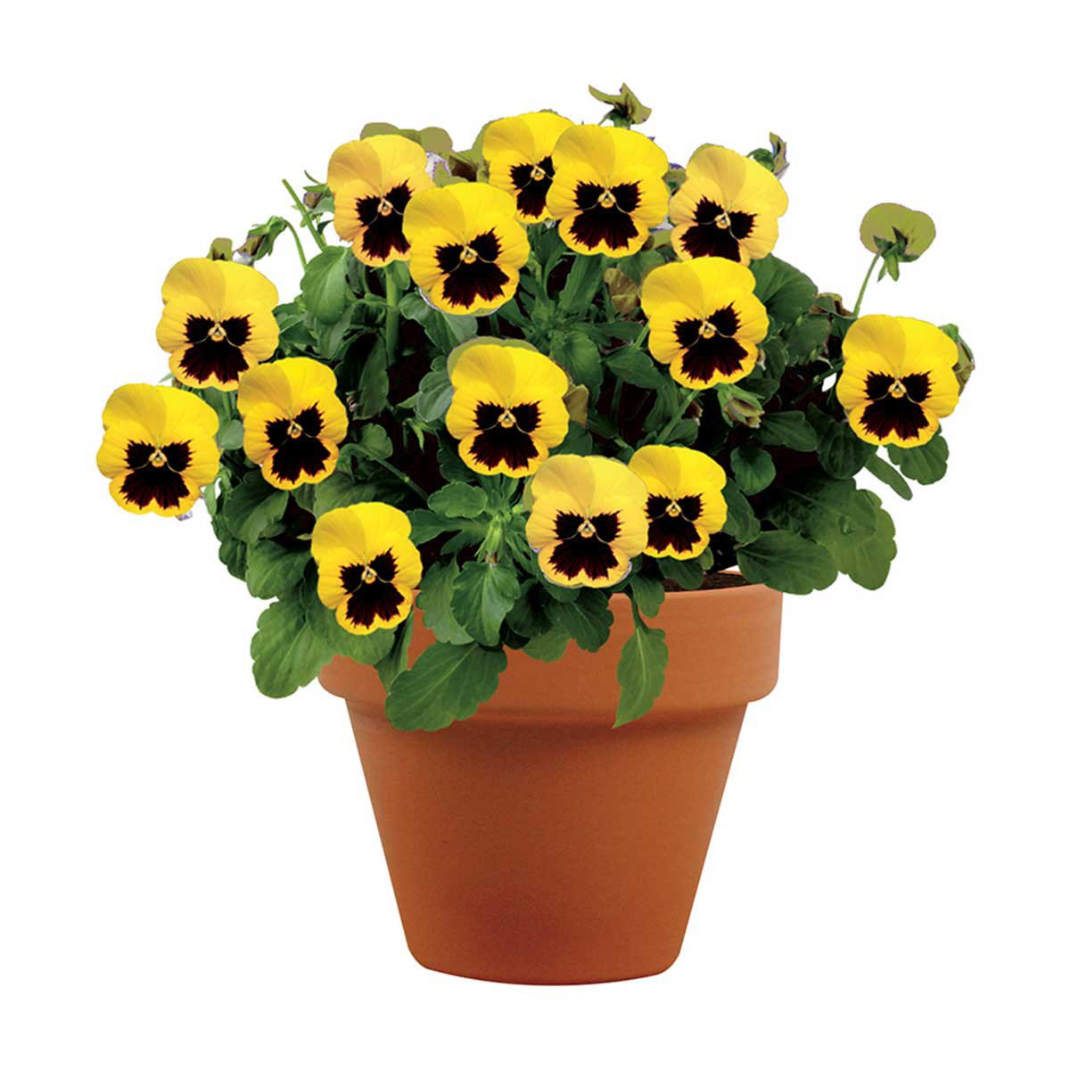 Colorful Violas Grow Kit