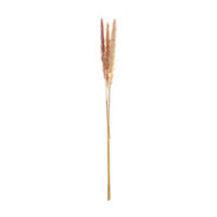 Pampas Stem, Mini