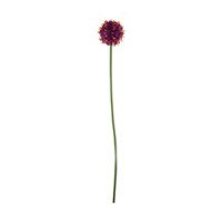 Pom Pom Stem, Purple