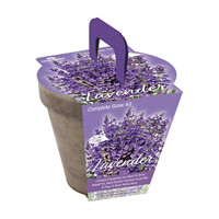 Lavender Grow Kit in Basalt Pot