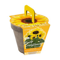 Sunflower Grow Kit in Basalt Pot