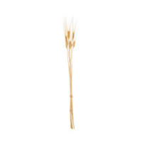 Dried Barley Stem