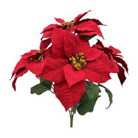 Beautiful Poinsettia Bush, Red