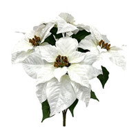 Beautiful Poinsettia Bush, White