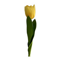 Yellow Tulip Stem