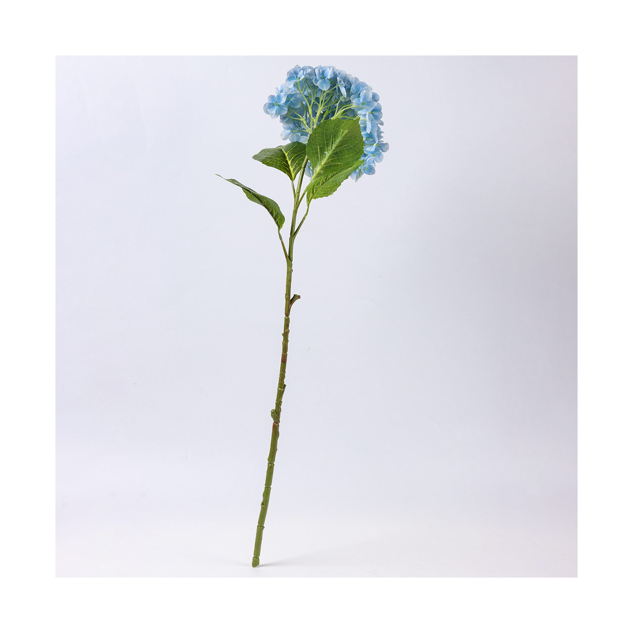 Blue Hydrangea Stem