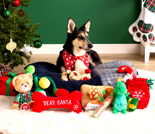 Dog surrounded by pet gifts: pet bed, dog & cat toys, pet treats, pet stocking & more.