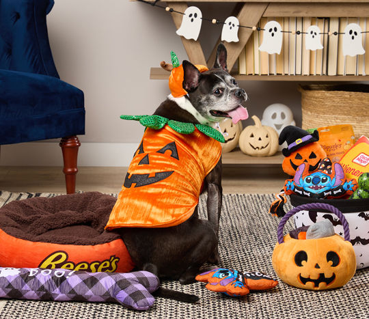 Black dog dressed in a jack-o-lantern dog costume surrounded by Halloween pet toys and treats.