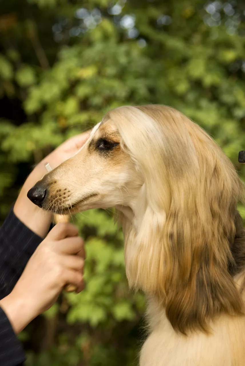 Dog with Luxurious Hair