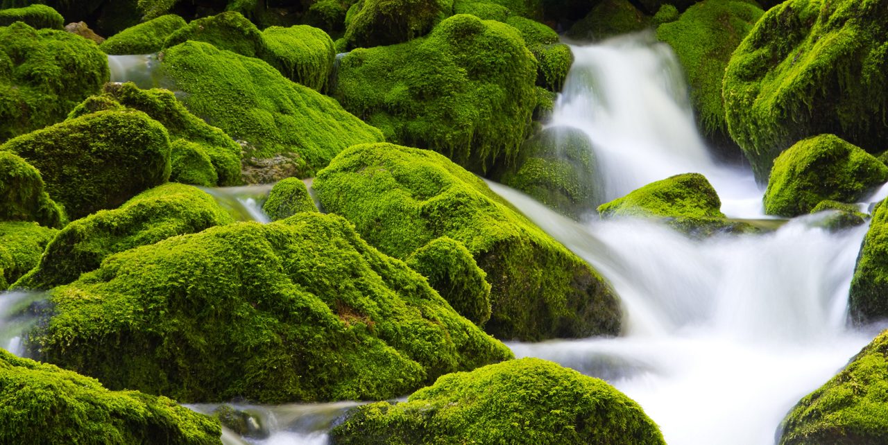 Waterfall running over mossy boulders.
