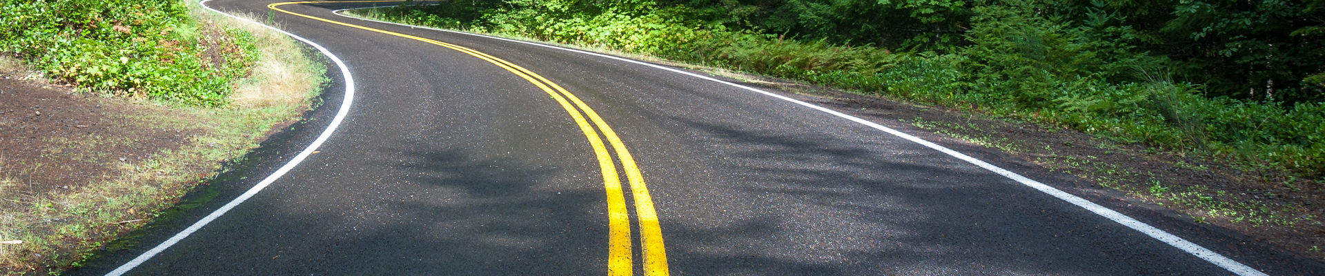 Winding black asphalt pavement with yellow road markings in the middle of pine forest