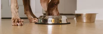 Dog eating pet food out of a dog dish 