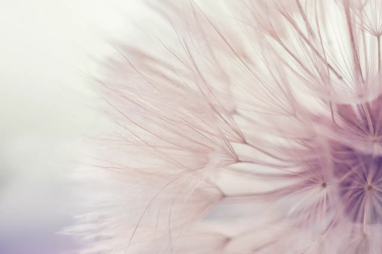 Aerial dandelion on yellow, beige background