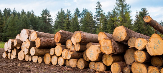 Log stacks along the forest road, Tatry, Poland, Europe