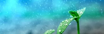 Raindrops on plant sprouting from soil 