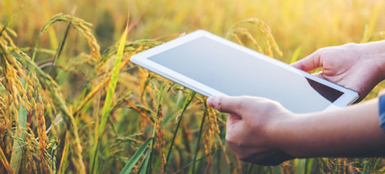 Person using research tablet and studying the development of rice varieties 