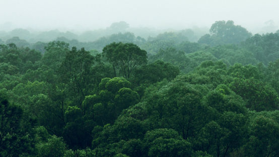 Floresta tropical biodiversa com árvores verdes brilhantes em um dia nublado.