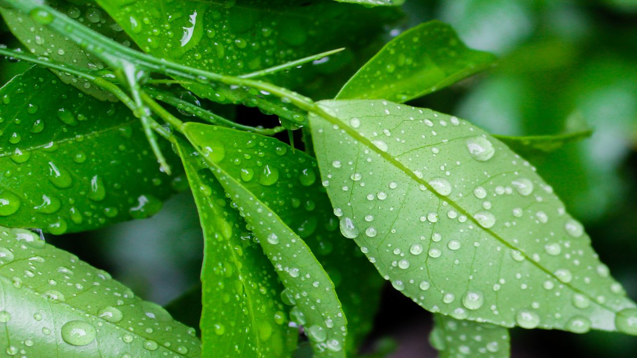 Morning dew on the leaves of orange trees.