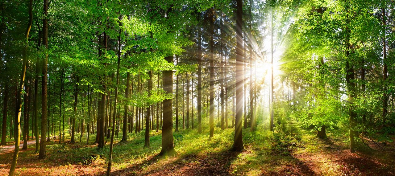緑の森の太陽光線