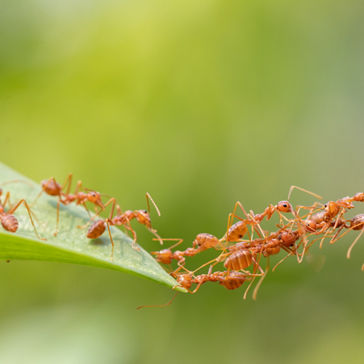 连接在一起以形成桥梁的蚂蚁