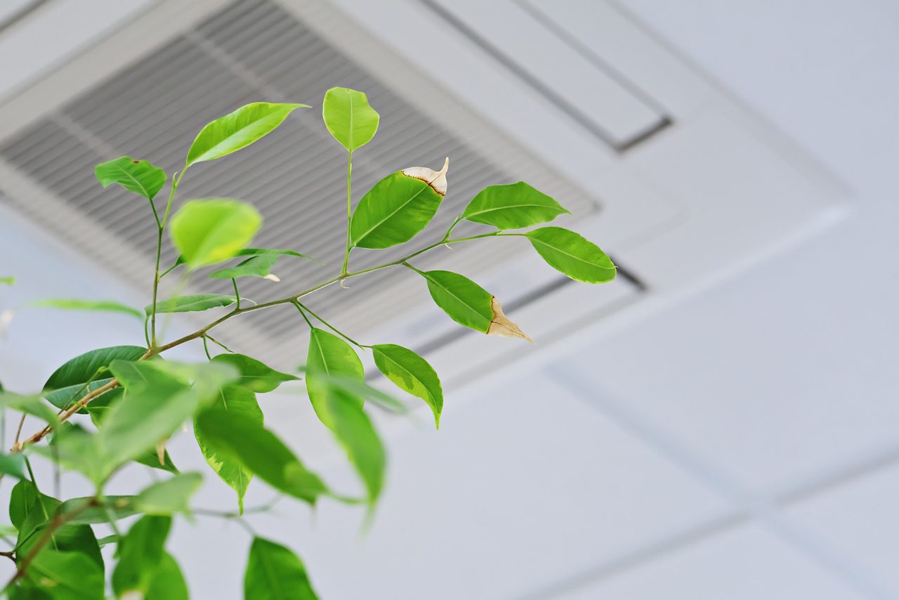 Hojas verdes de ficus en el aire acondicionado de techo de fondo